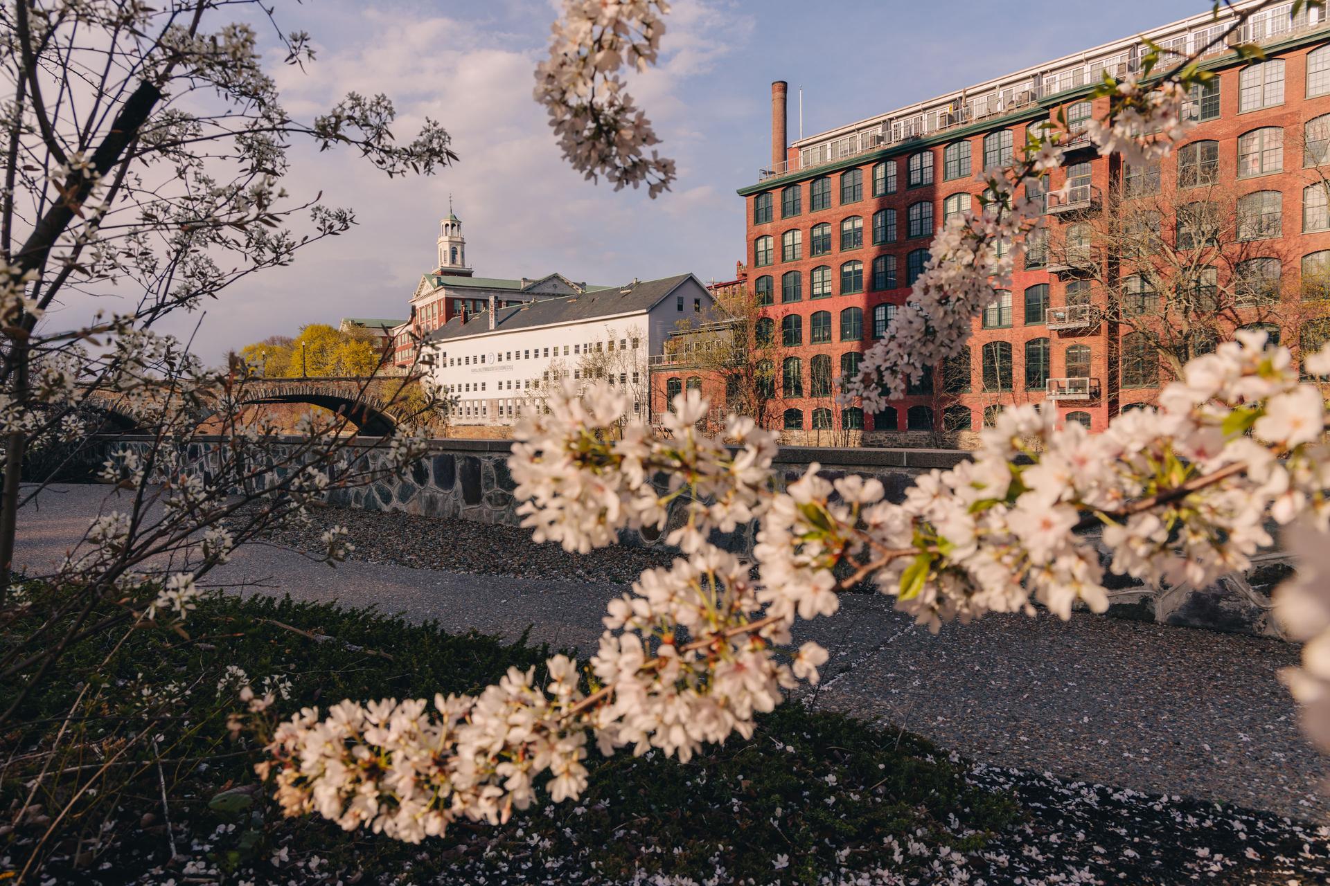 Spring cherry blossoms along the Blackstone River behind Pawtucket City Hall