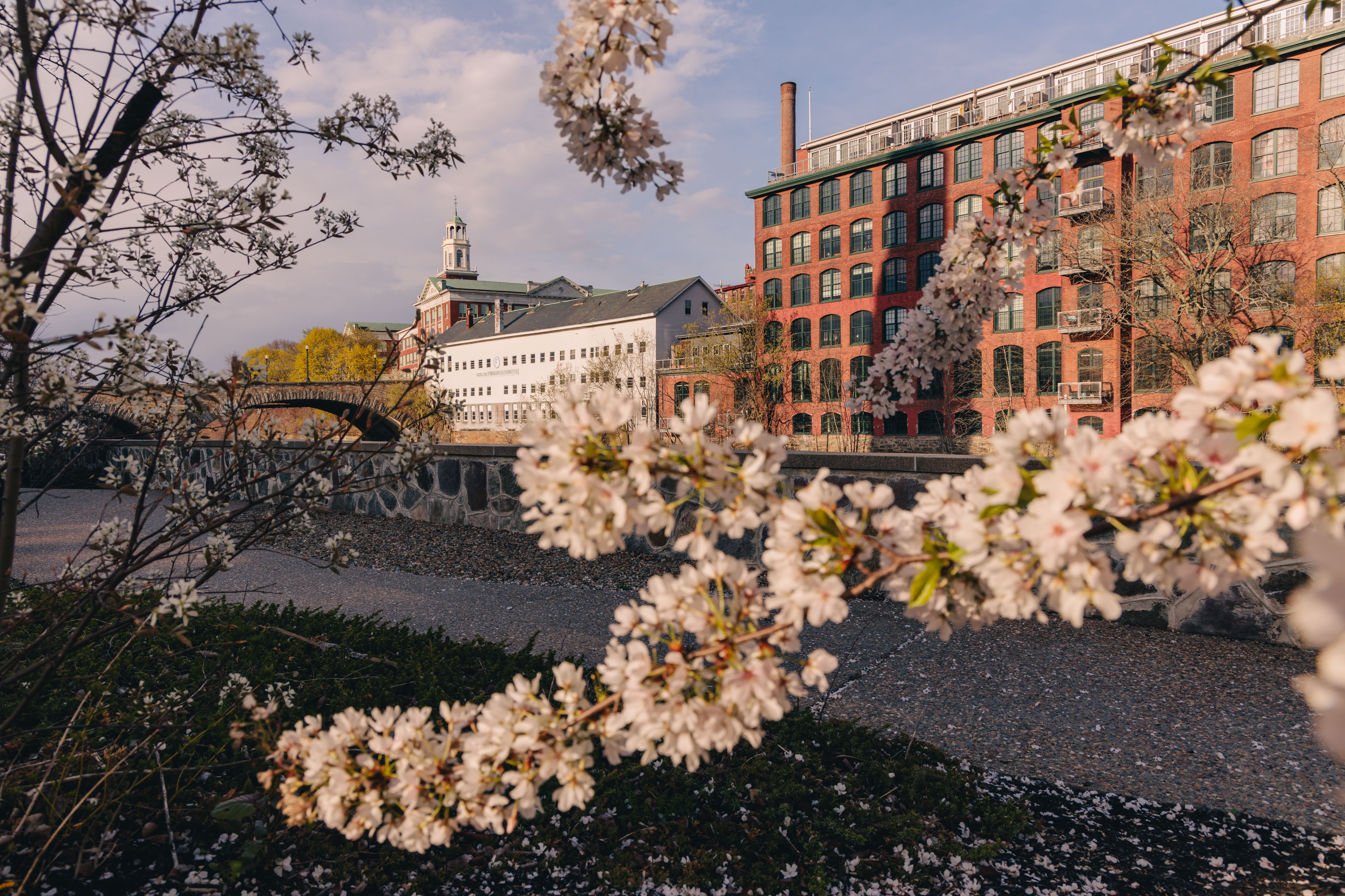 Spring cherry blossoms along the Blackstone River behind Pawtucket City Hall